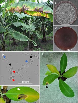 The Genome of Banana Leaf Blight Pathogen Fusarium sacchari str. FS66 Harbors Widespread Gene Transfer From Fusarium oxysporum